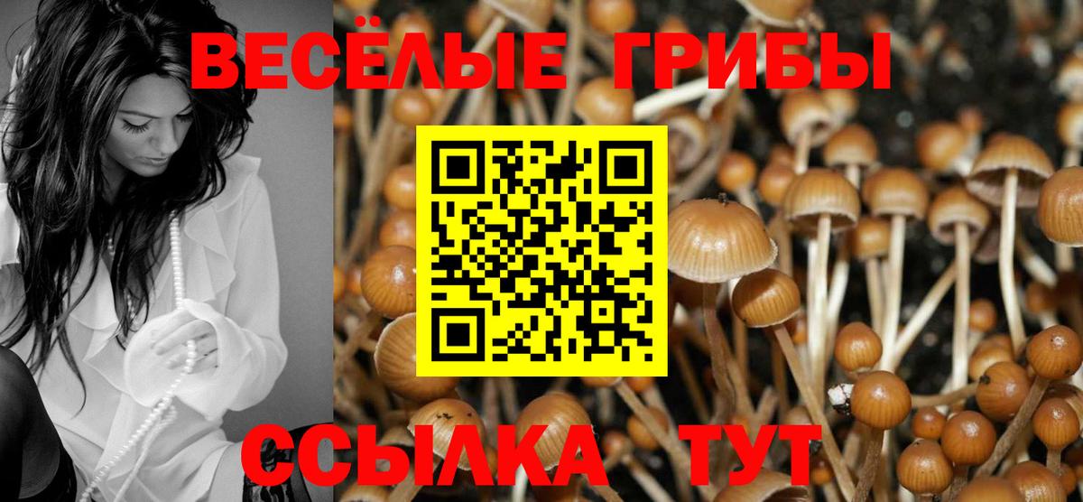 Псилоцибиновые грибы Psilocybine cubensis Людиново